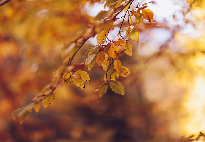 A close up of leaves on a tree.